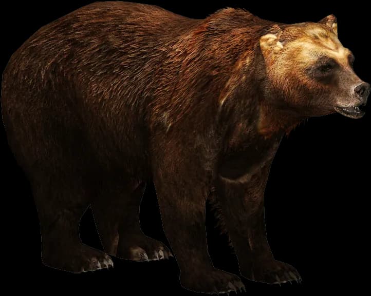 Kodiak-Brown-Bear-PNG-Free-Download