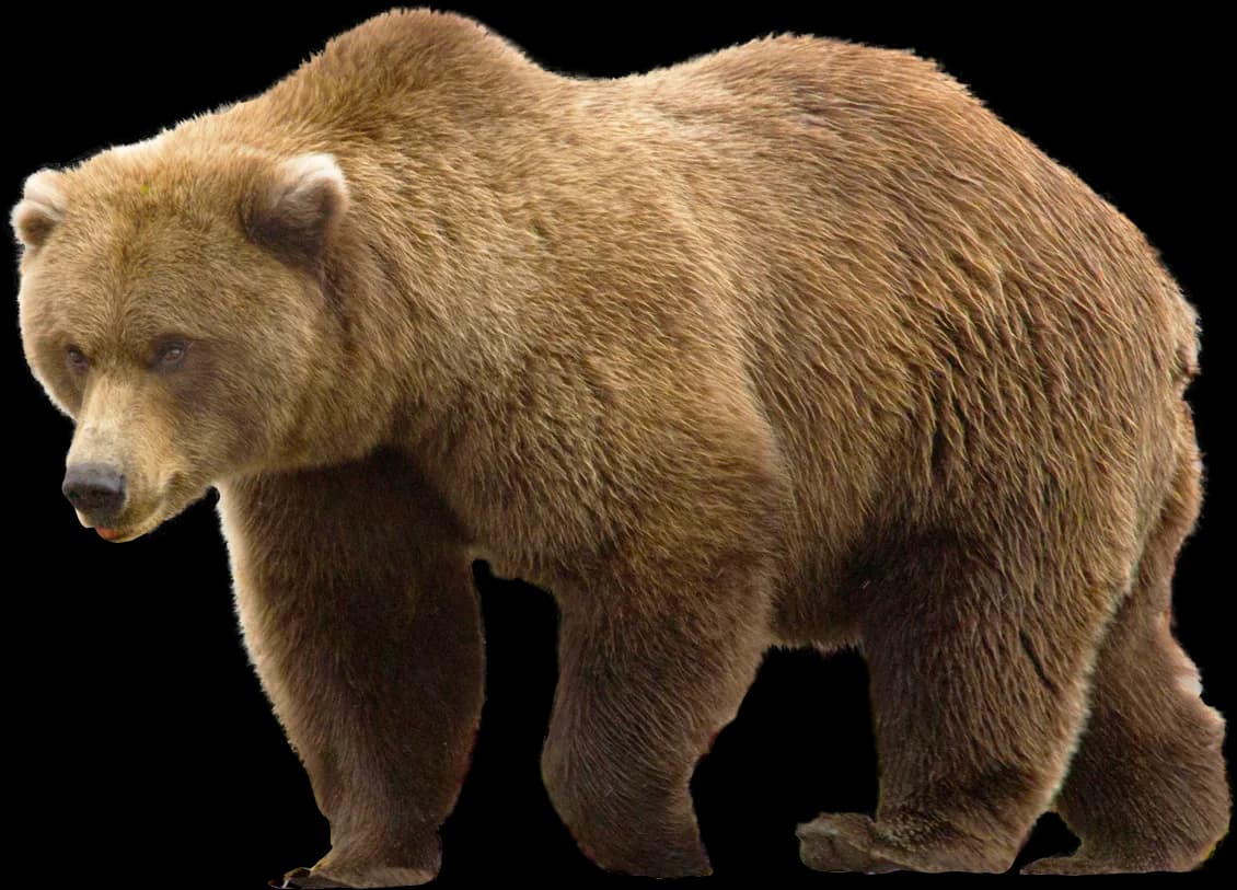 Kodiak-Brown-Bear-PNG-Isolated-HD