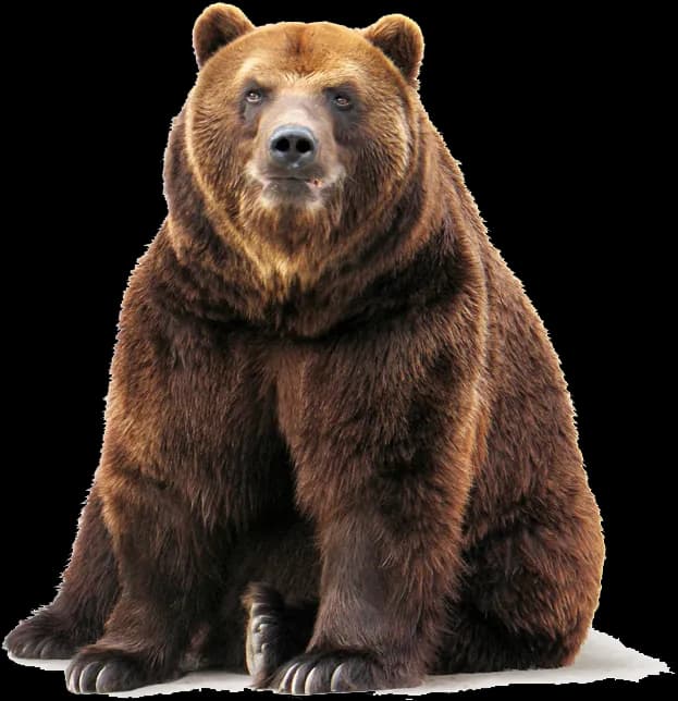 Kodiak-Brown-Bear-PNG-Isolated-Pic