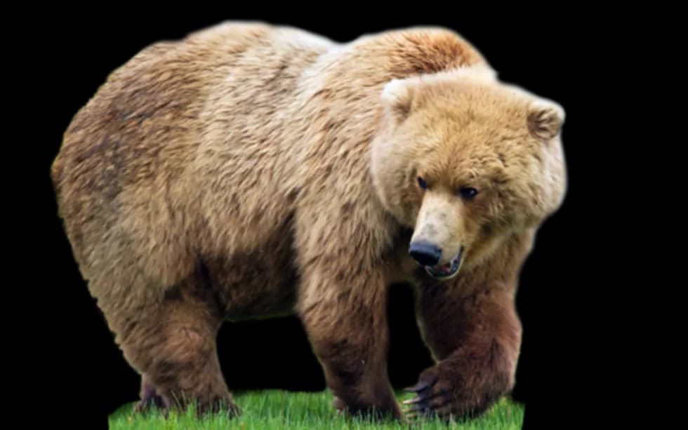 Kodiak-Brown-Bear-PNG-Photos