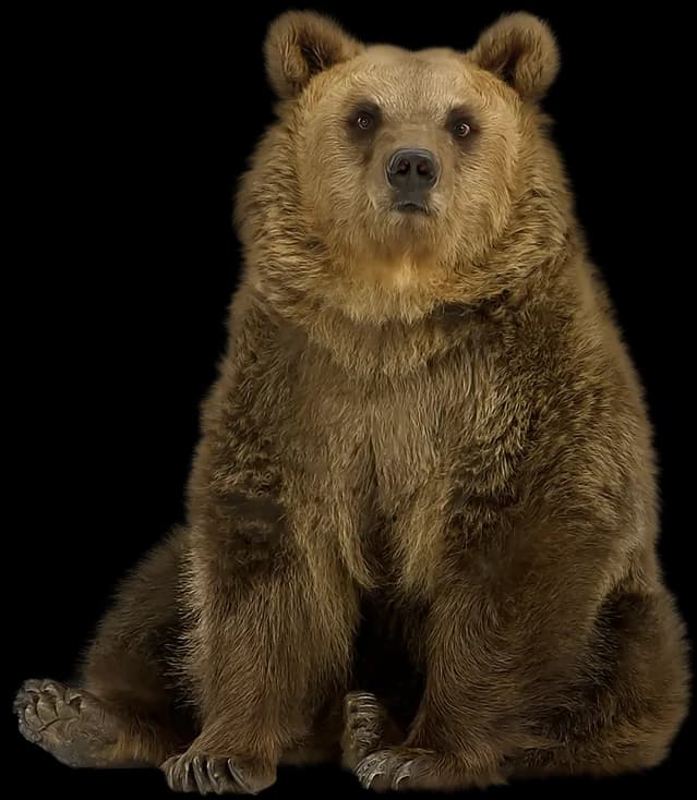 Kodiak-Brown-Bear-PNG
