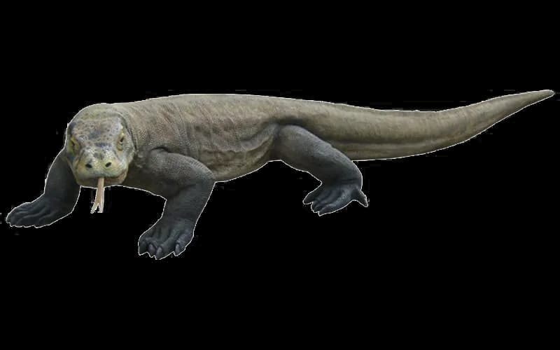 Komodo-Dragon-PNG-HD