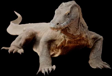 Komodo-Dragon-PNG-Image