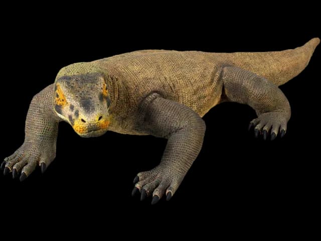 Komodo-Dragon-PNG-Picture
