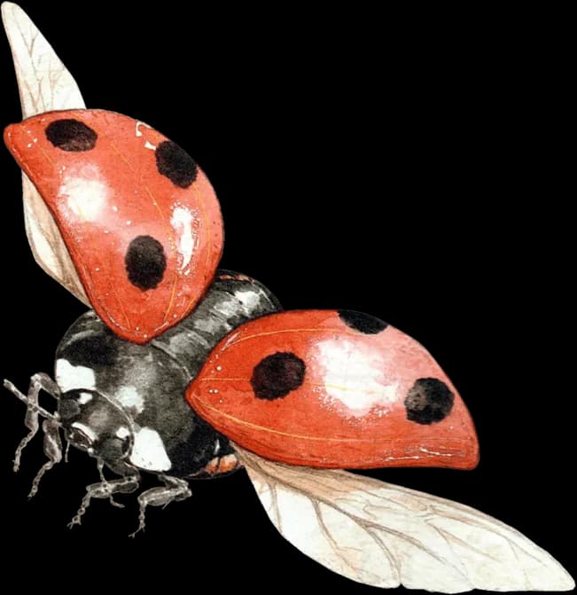 Ladybird-Beetle-Download-PNG-Image
