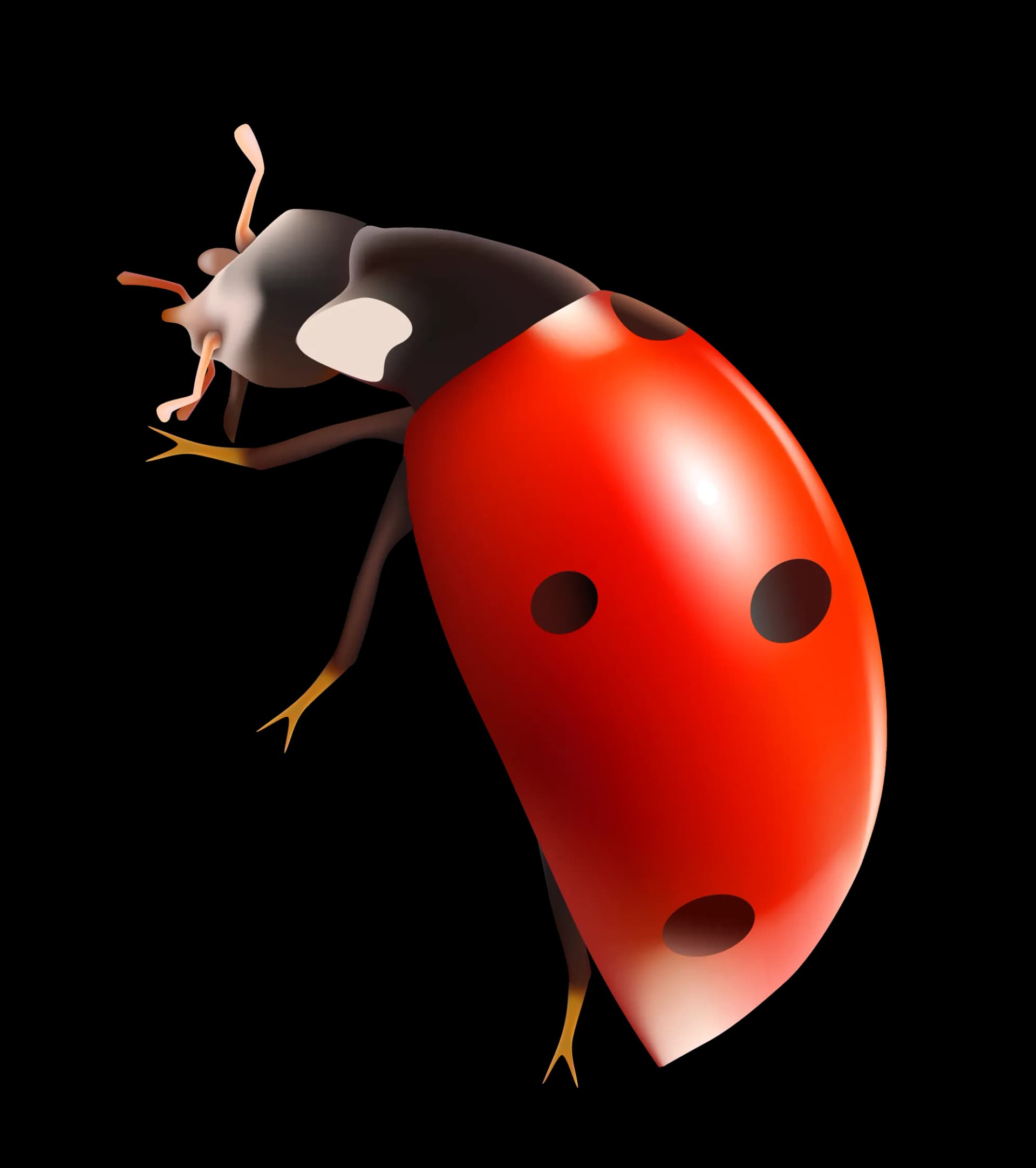 Ladybird Beetle, Insect, Pest Control, Pollinator, Colorful PNG