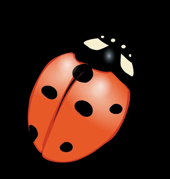Ladybird-Beetle-PNG-HD