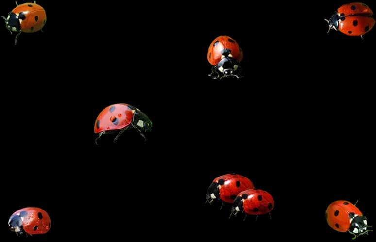 Ladybird-Beetle-PNG-Isolated-File
