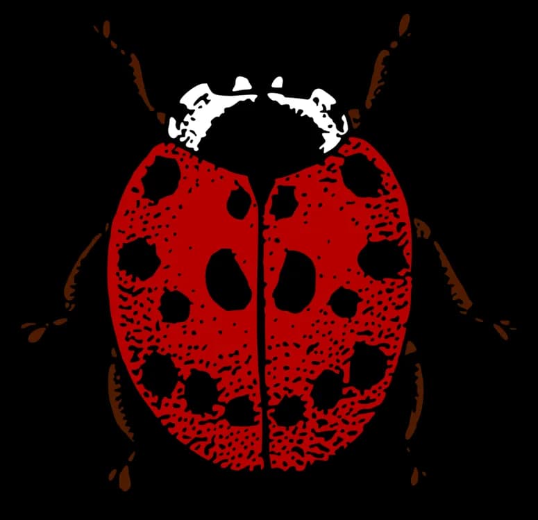 Ladybird-Beetle-PNG-Isolated-Photo