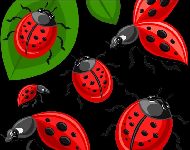 Ladybird-Beetle-PNG-Isolated-Pic