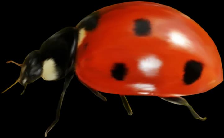 Ladybird-Beetle-PNG-Pic