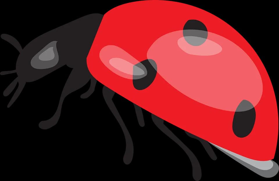 Ladybird-Beetle-PNG-Picture