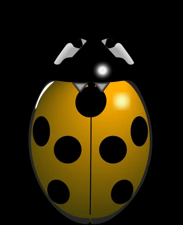 Ladybird-Beetle-Transparent-PNG