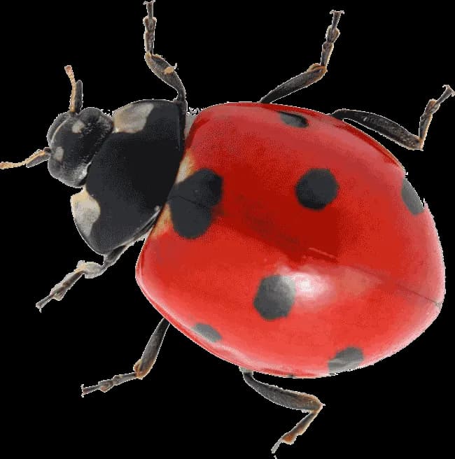 Ladybird-Transparent-Images-PNG