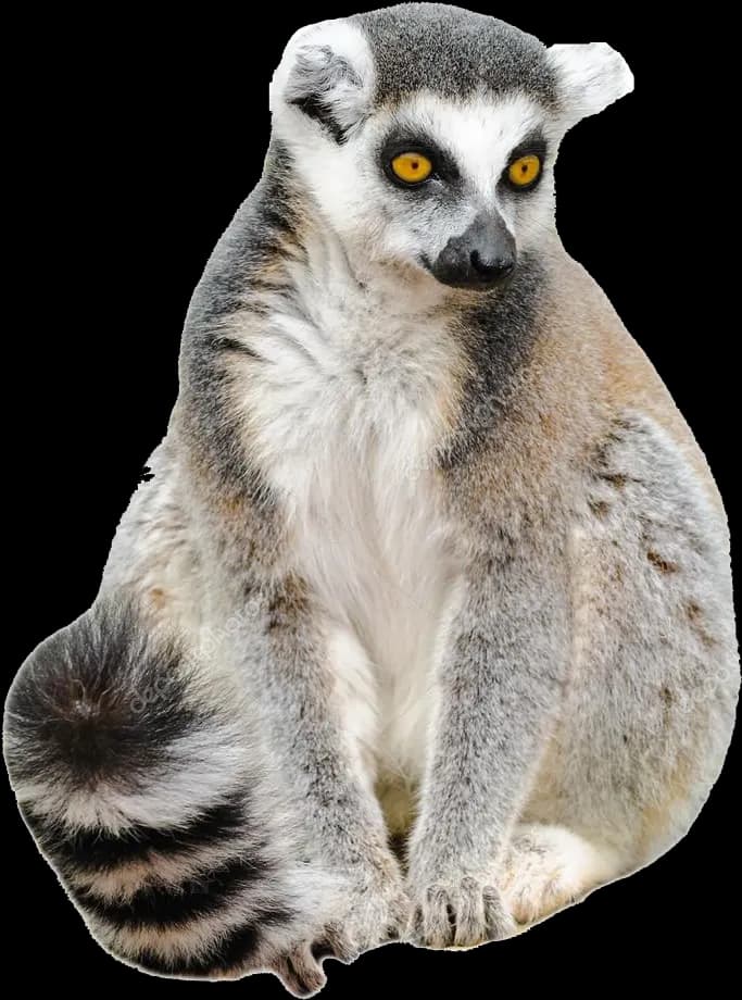 Lemurs-PNG-Picture