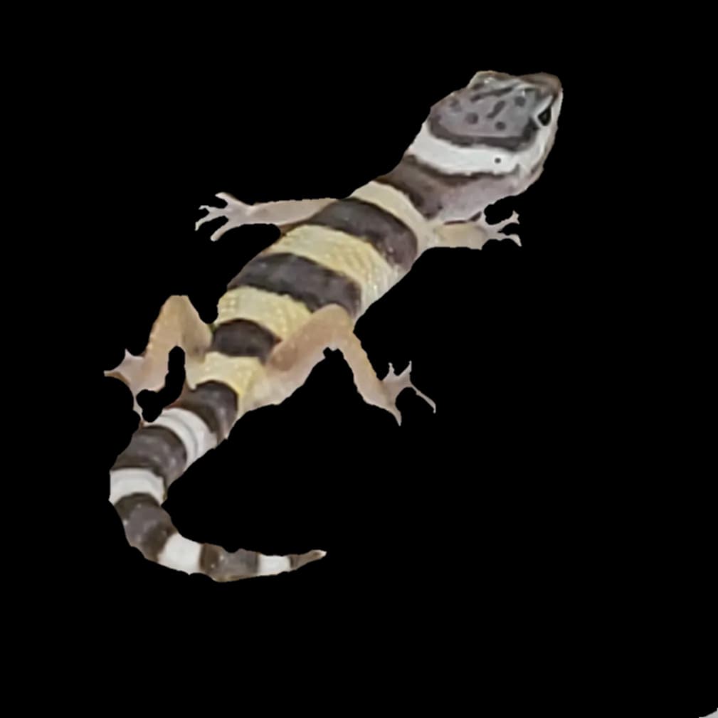 Leopard-Lizards-PNG-Isolated-HD