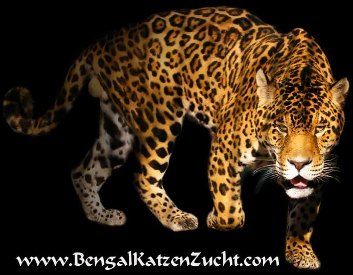 Leopard-PNG-Transparent-Image