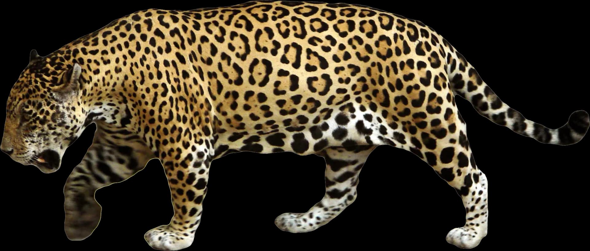 Leopards, Graceful, Cheetah, Feline, Predator PNG