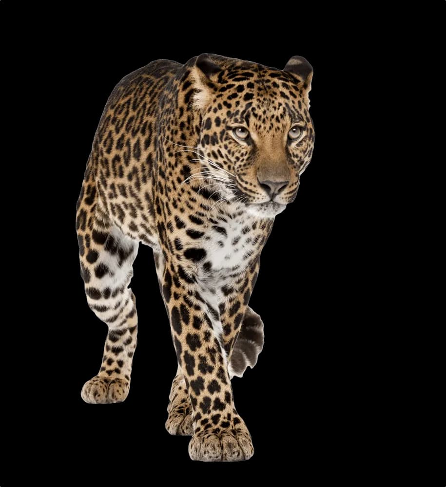 Leopards-PNG-Image