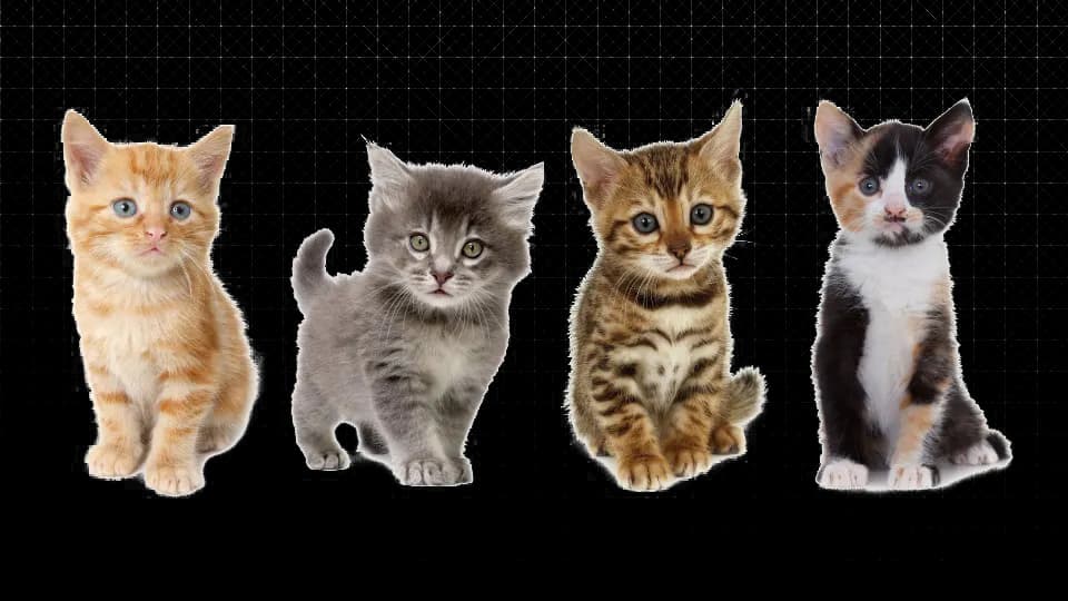 Little-Kitten-PNG-Clipart