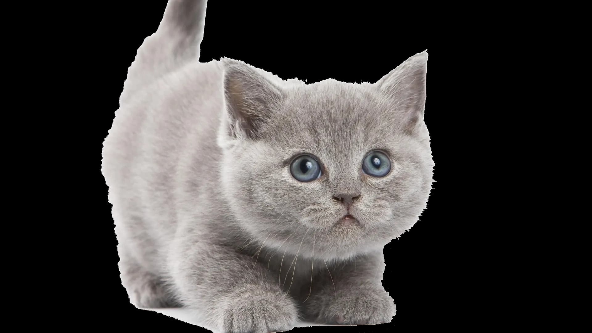 Little-Kitten-PNG-File