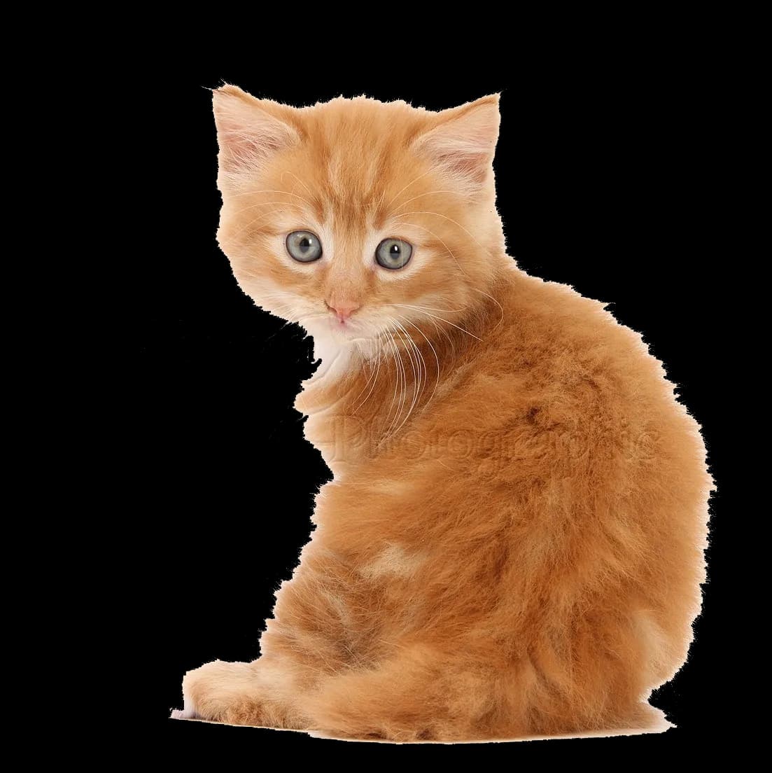 Little-Kitten-Transparent-PNG