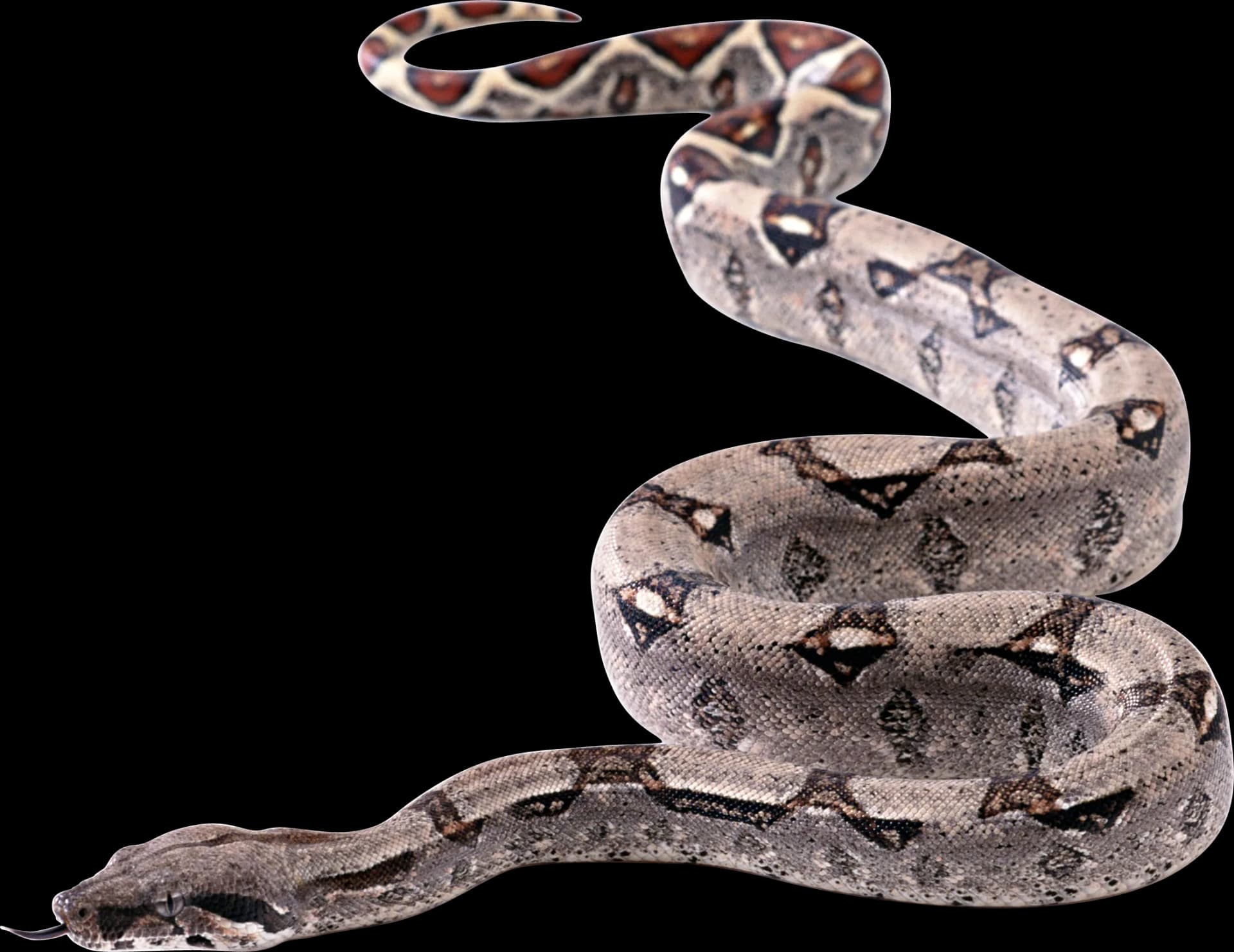 Long Snake, Reptile, Jungle, Wildlife, Nature PNG