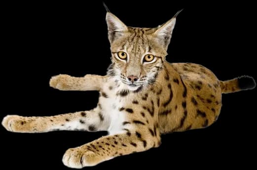 Lynxe, Wildcat, Stealth, Nature, Predator PNG