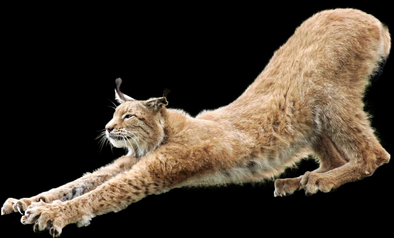 Lynxe-PNG-Isolated-HD