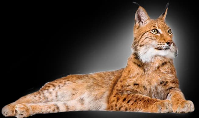 Lynxe-PNG-Isolated-Pic