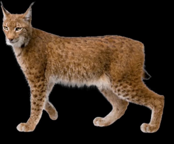 Lynxe-PNG-Picture