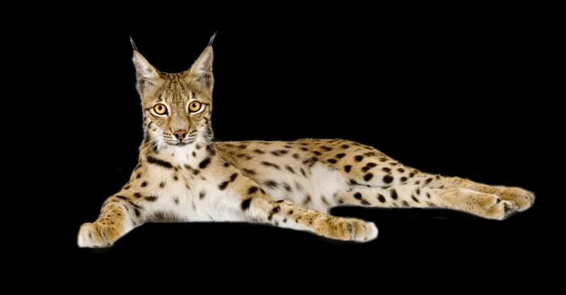 Lynxe-PNG-Transparent