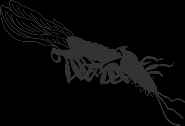 Mayfly-PNG-Free-Download