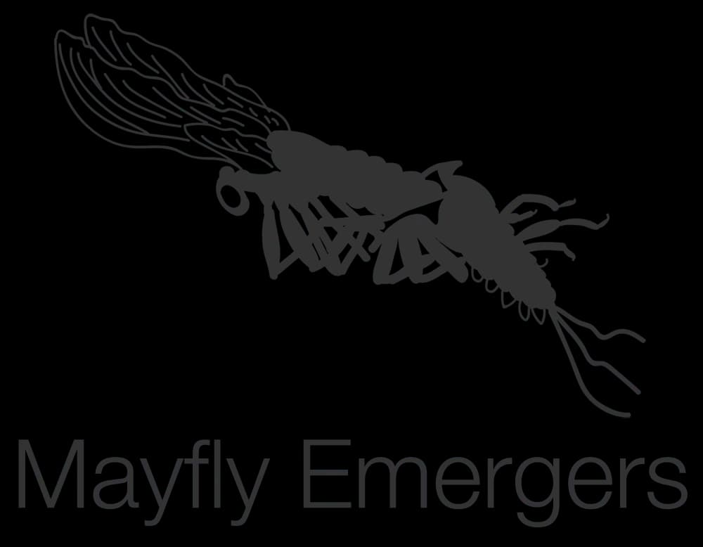 Mayfly-PNG-Picture
