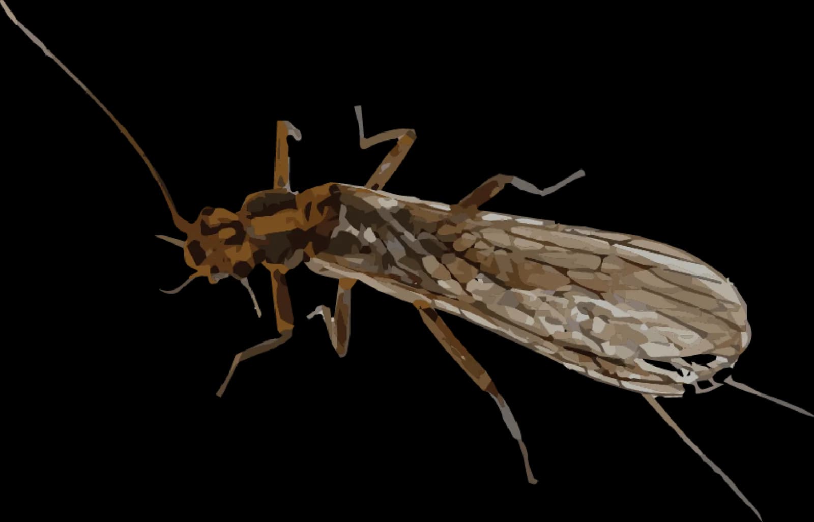 Mayfly-PNG-Transparent-Image