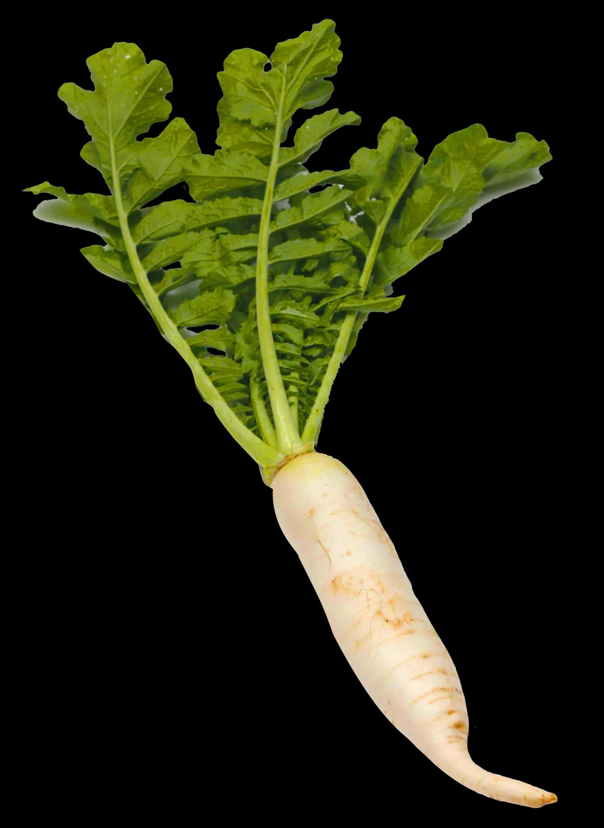 Mooli, Healthy, Fresh, Radish, Vegetable PNG