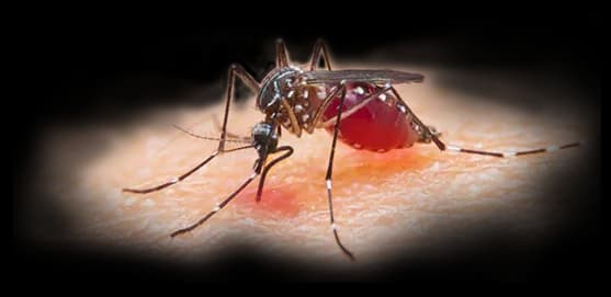 Mosquito, Insect, Vector, Repellent, Disease PNG