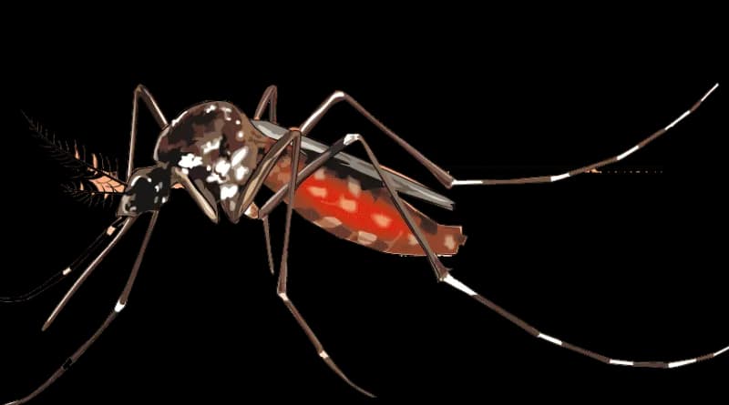 Mosquito-PNG-Background-Image