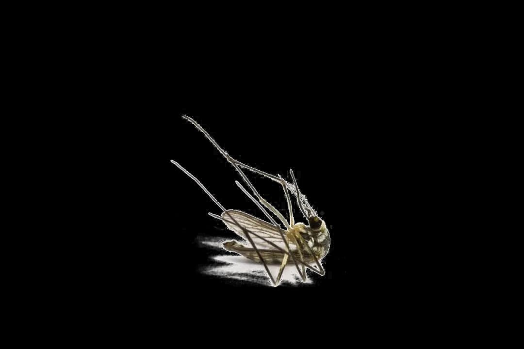 Mosquito-PNG-Image