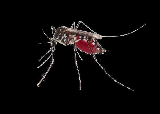 Mosquito, Bug, Insect, Pests, Flying PNG