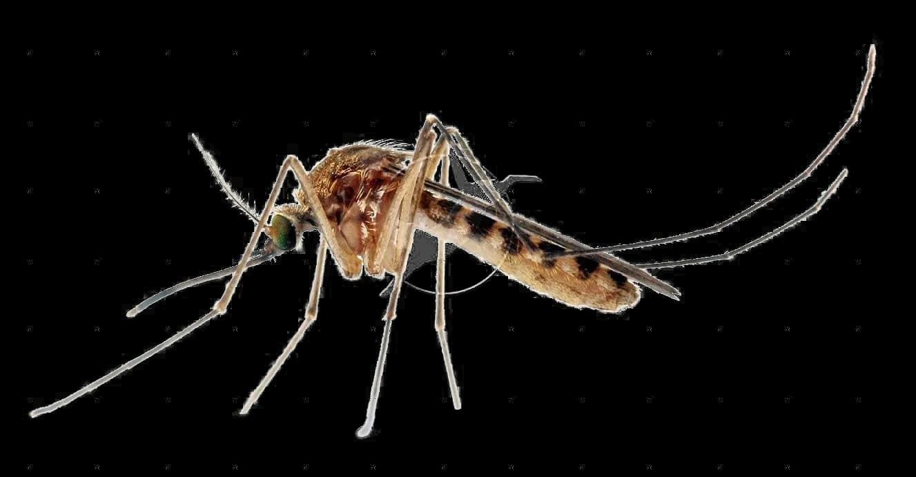 Mosquito-Transparent-Images-PNG