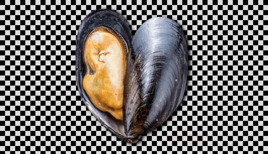 Mussels-PNG-Clipart