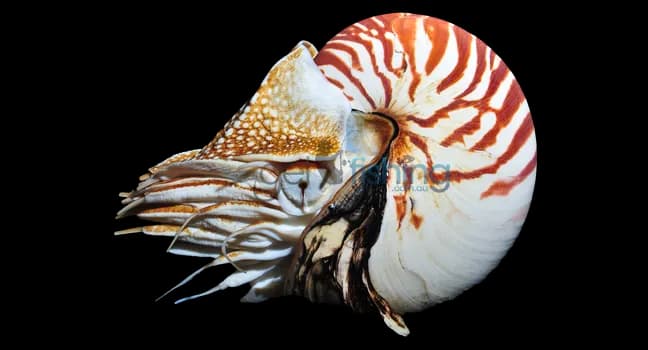 Nautilidae-PNG-File