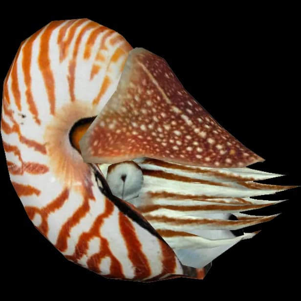 Nautilidae-PNG-Free-Download