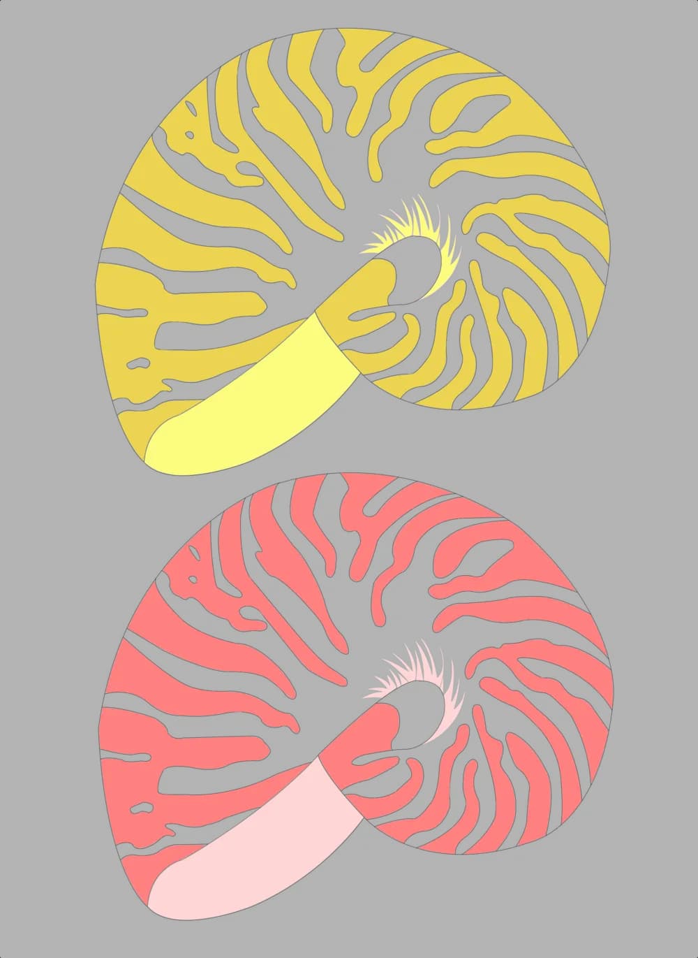 Nautilidae, Marine, Shells, Nautilus, Fossils PNG