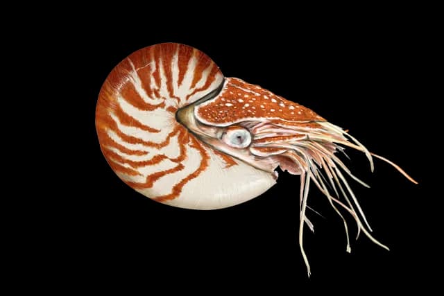 Nautilidae-PNG-Isolated-HD