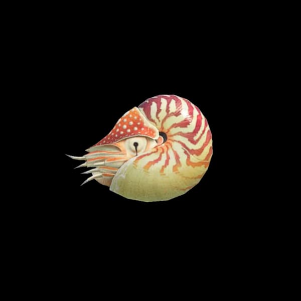 Nautilidae-PNG-Isolated-Image
