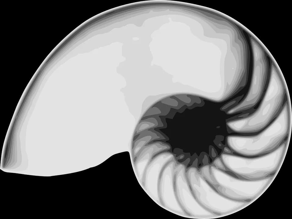 Nautilidae-PNG-Picture