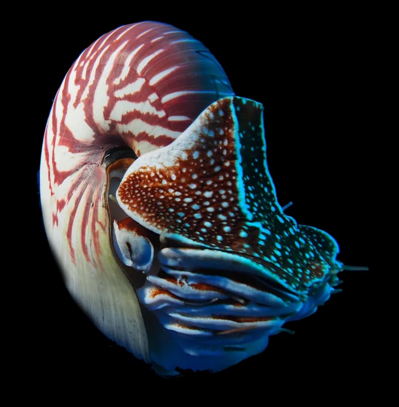 Nautilidae-PNG