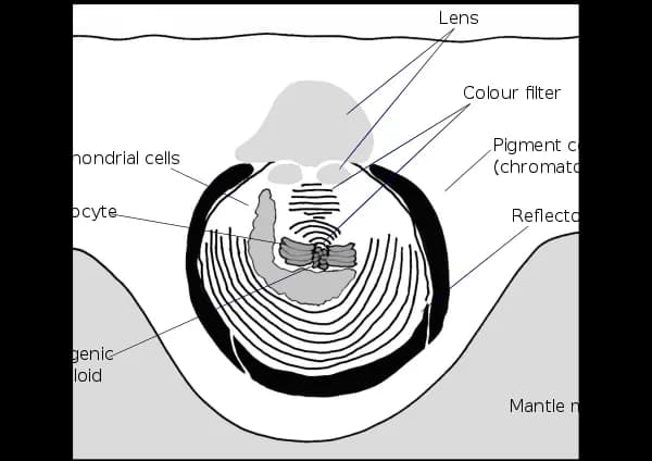 Nautiloid, Evolution, Shell, Cephalopod, Mollusk PNG